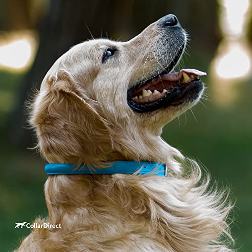 Tangle Free Rolled Leather Dog Collar