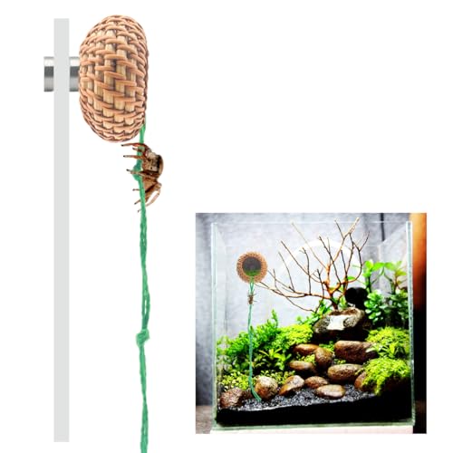 1 Pcs Jumping Spider Accessories