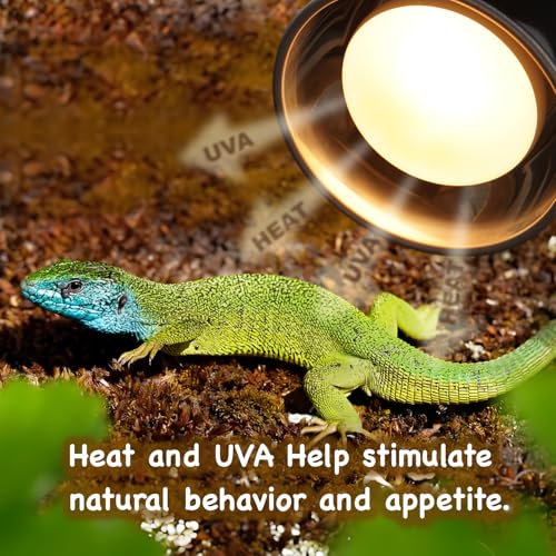 Reptile Heat Lamp Bulbs (100W)