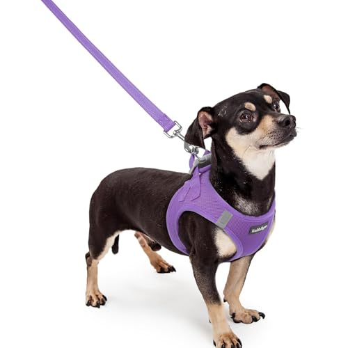 Dog Harness Small Sized and Leash Set (Purple / Xxxs (chest: 10.8 - 11.8"))