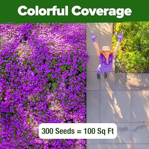 Aubrieta Rock Cress Purple Seeds