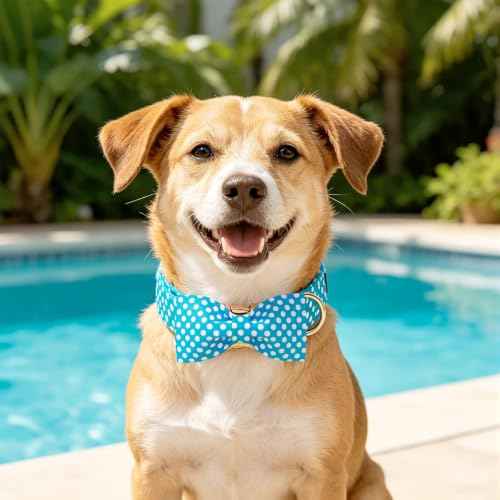 Pet Collar Blue & White Polka Dot Dog Collar with Bow (Blue White Dot / X-Large (Pack of 1))