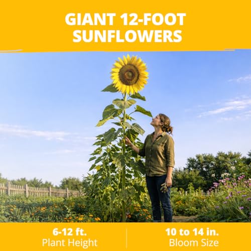 Giant Mammoth Sunflower Seeds