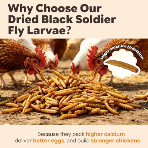 Dried Black Soldier Fly Larvae for Chickens Duck (1 Pound (Pack of 1))