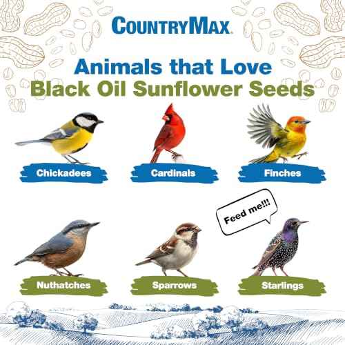 20LB Black Oil Sunflower Seeds for Birds (Black Oil Sunflower / 20 Pound (Pack of 1))