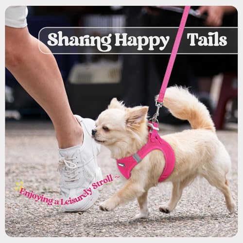 Dog Harness Small Sized and Leash Set (Rose Red / Xxs (chest: 12.4 - 14.2"))