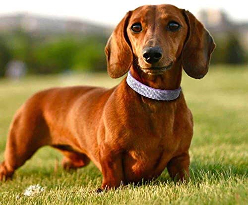 XXS Dog Collar with Rhinestones (1Pink / XXS)