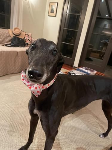 Valentines Day Dog Collar with Bowtie (Hearts / Small (Pack of 1))