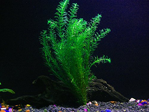 24 Plants Bundle (100+ Gallon Aquariums)