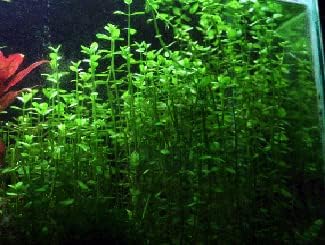 Potted Live Aquarium Plants (Moneywort)