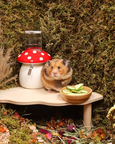 Hamster Snack & Treats Toy