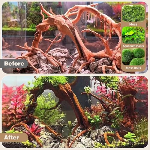 Natural Spiderwood for Aquarium Decor 2 (Spiderwood （11-14 inch pack of 2）)