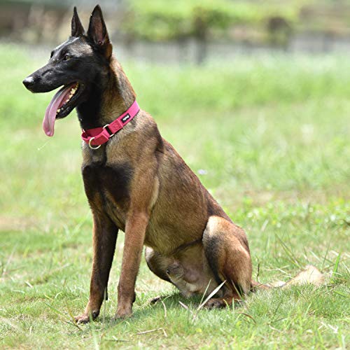 Martingale Collar for Dogs (Large / Rose Red)