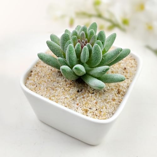 10 lb Aquarium Sand (Beige / 10 LB)