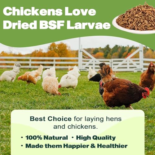 5LB Dried Black Soldier Fly Larvae for Chickens