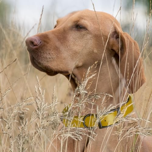 Biothane Waterproof Dog Collar Strong Coated Nylon Webbing with Black Hardware Odor