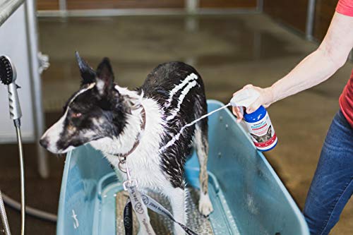 FoamCare Medicated Dog Shampoo (Medicated Shampoo)