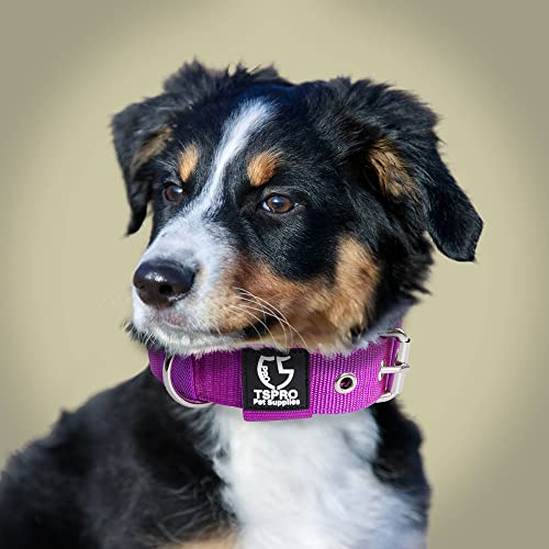 Heavy Duty Thick Dog Collar with Metal Buckle for Small Dogs (S – Fits Neck 12.6"-15.8" / Basic Silver)