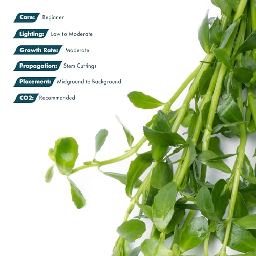 Live Aquarium Stem Plants (Lead Bunch - 4 Pack / Bacopa Monnieri)