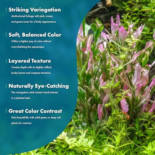 Live Aquarium Stem Plants (Lead Bunch / Alternanthera Variegatus)