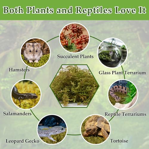 5 OZ Sphagnum Moss for Reptiles (5OZ)