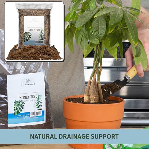 Money Tree Soil (4 Quarts)