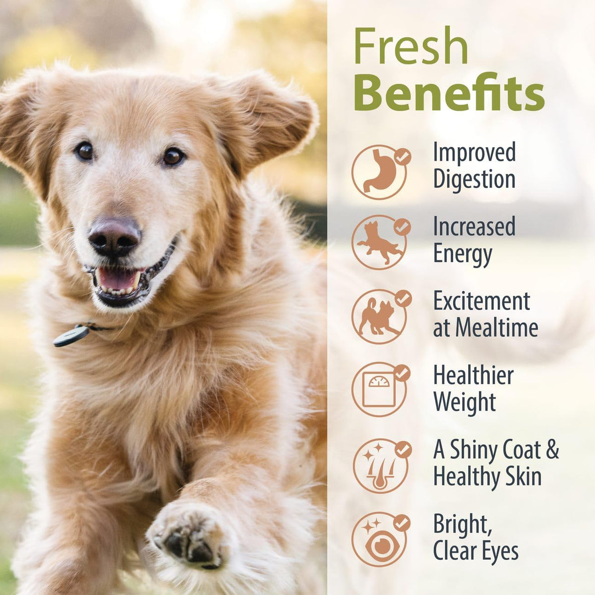 Pantry Fresh Wet Dog Food (12.5 Ounce (Pack of 12))