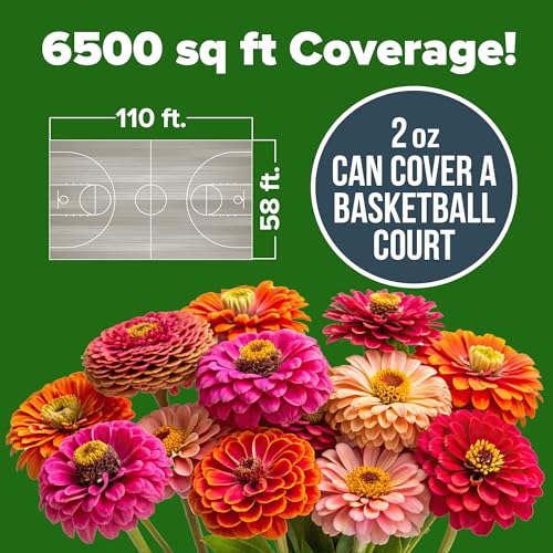 Zinnia California Giant Seeds 2 oz