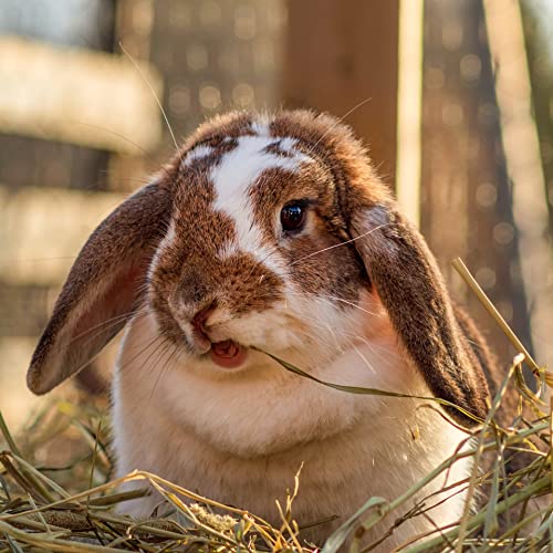 Organic Oat Hay for Small Pets (2.5 Pound (Pack of 1))