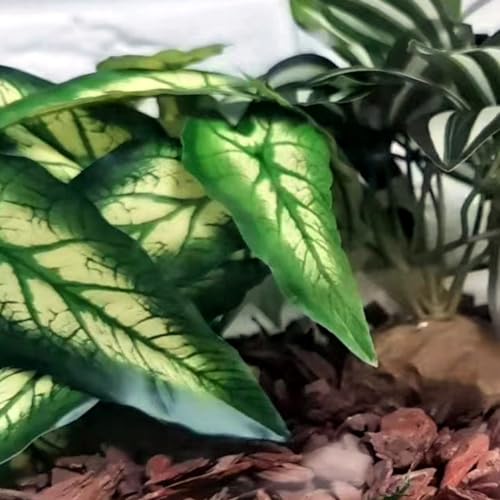 Reptile Plants for Terrarium (Alocasia Odora-b)