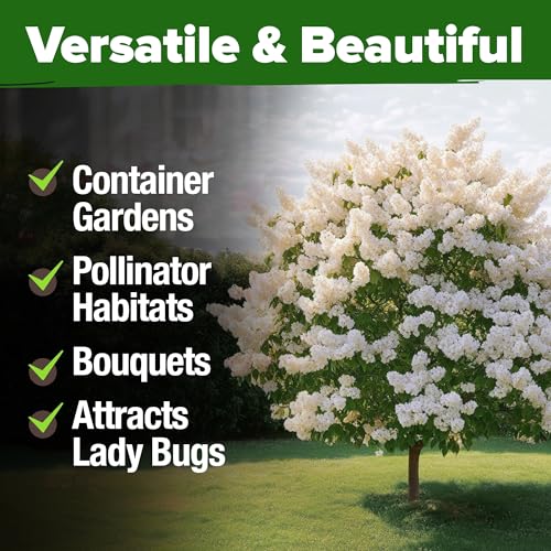 White Lilac Seeds