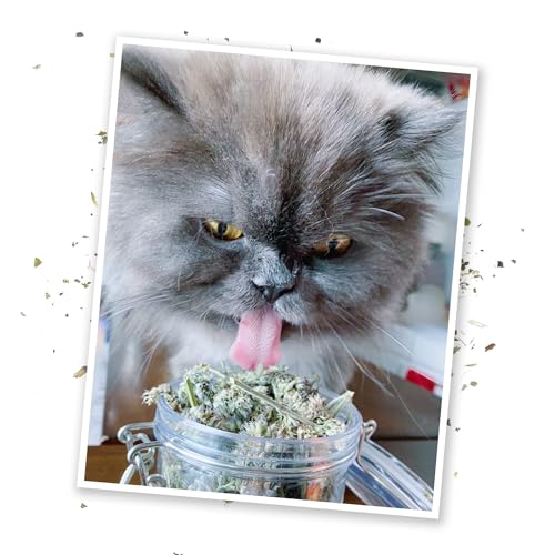 Dried Catnip Buds Jar for Cats