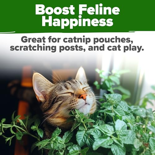 Catnip Seeds 2