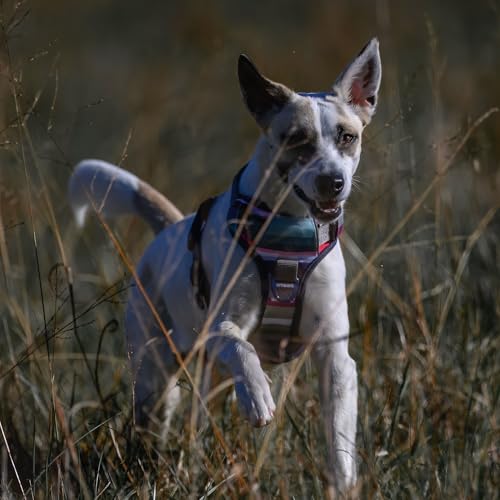 Embark No Pull Dog Harness (XL / Baja)