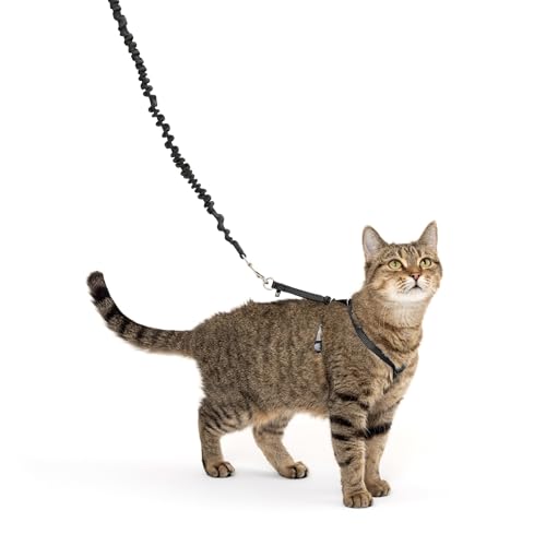 Come With Me Kitty Harness and Bungee Leash (Medium (Pack of 1) / Black)