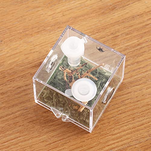 Jumping Spider Micro Habitat (2.6x2.6x2.7inches)