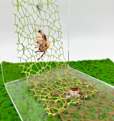 6 PCS Jumping Spider Habitat Accessories