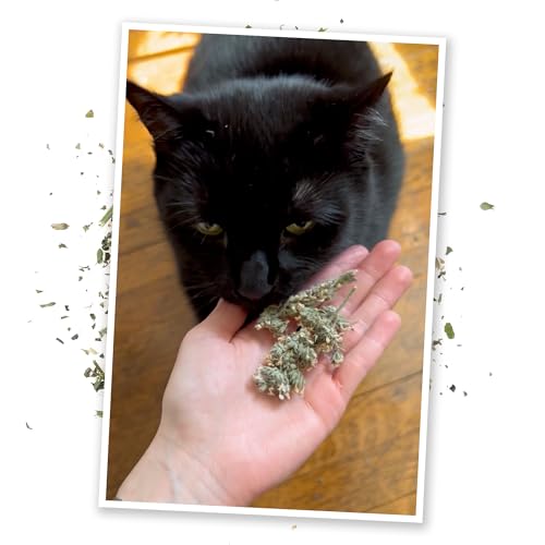 Dried Catnip Buds Jar for Cats