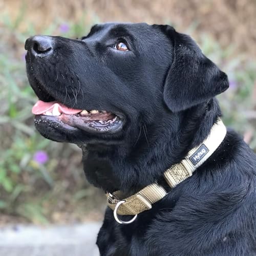 Martingale Collar for Dogs (XL / Military Green)