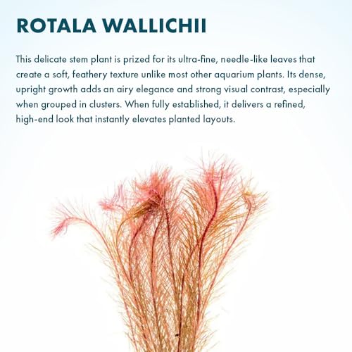 Live Aquarium Red Stem Plants (Lead Bunch - 1 Pack / Rotala Wallichii)