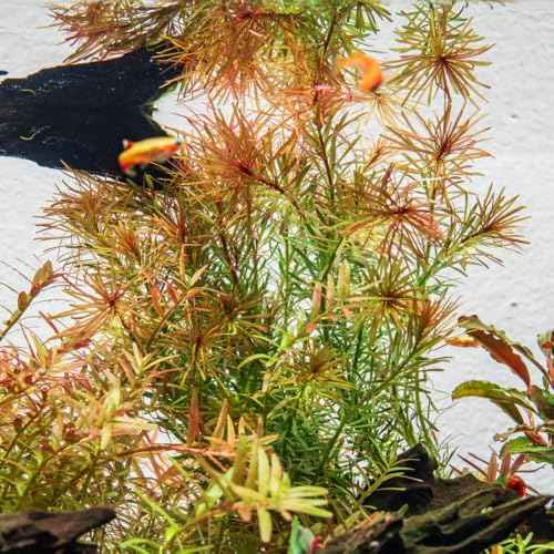 Live Aquarium Stem Plants (Lead Bunch / Rotala Bossii)