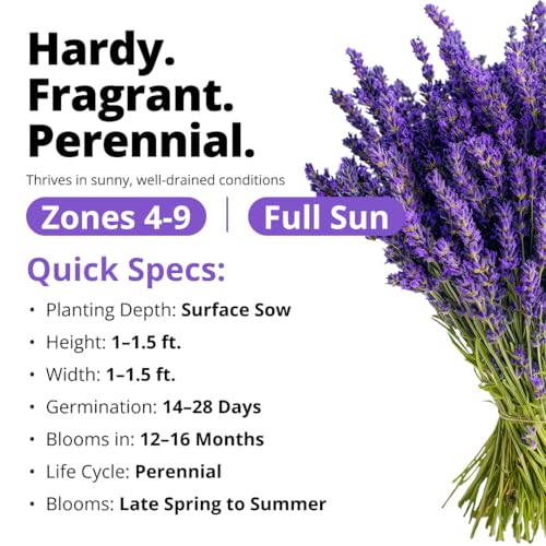 English Lavender Seeds