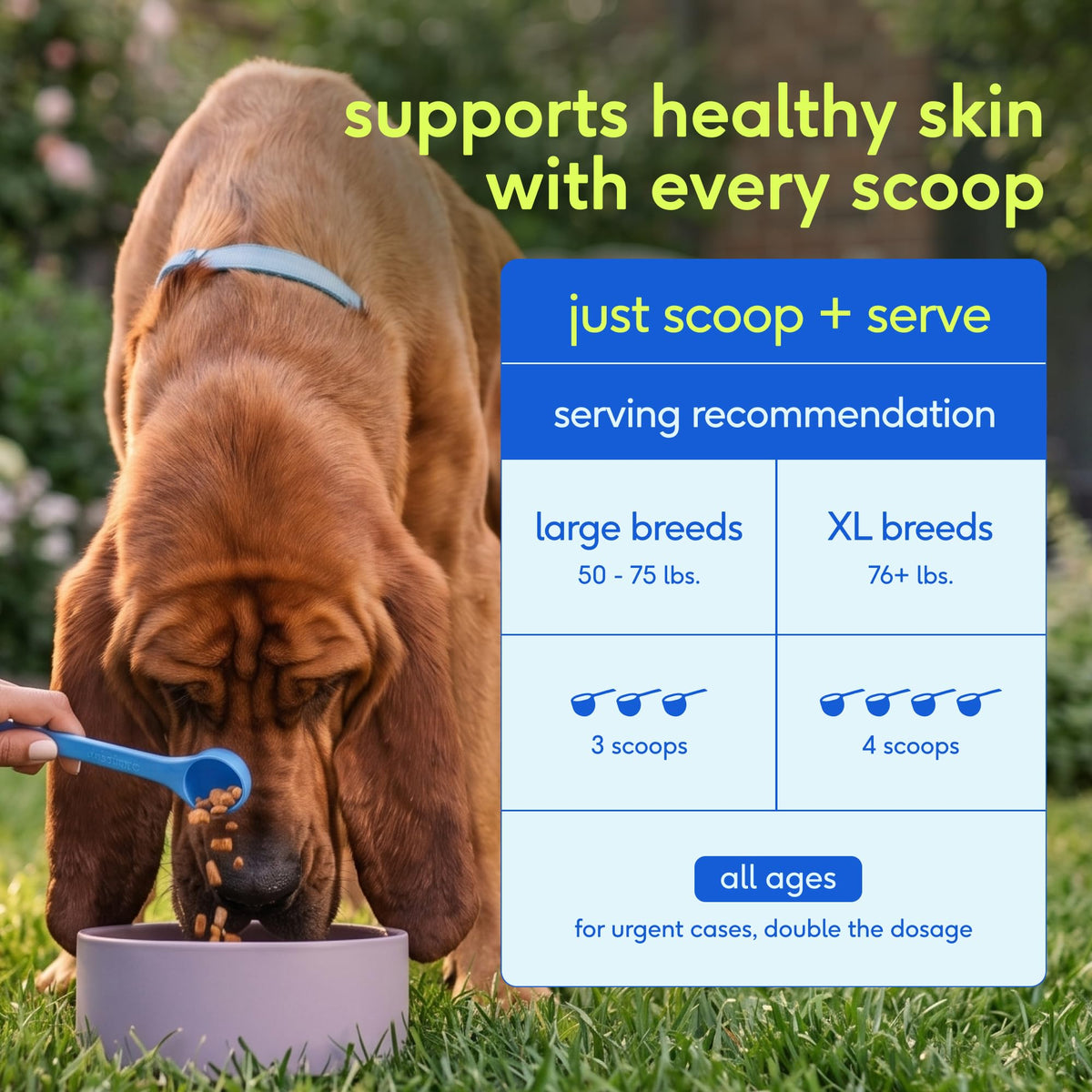 Itchy Skin Dog Itching Skin Relief (60 Count)
