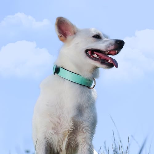 Soft Padded Dog Collars for Medium Dogs (Green / L: Fit 13-17" Neck)