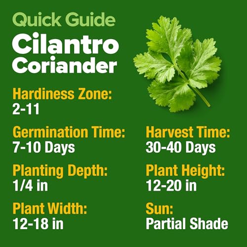 Cilantro Coriander Seeds