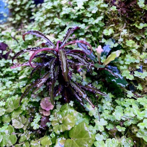 Hydrocotyle Tripartita 'Japan' Live Aquarium Plant for Freshwater Planted Fish Tanks (Pot / Hydrocotyle Tripartita)