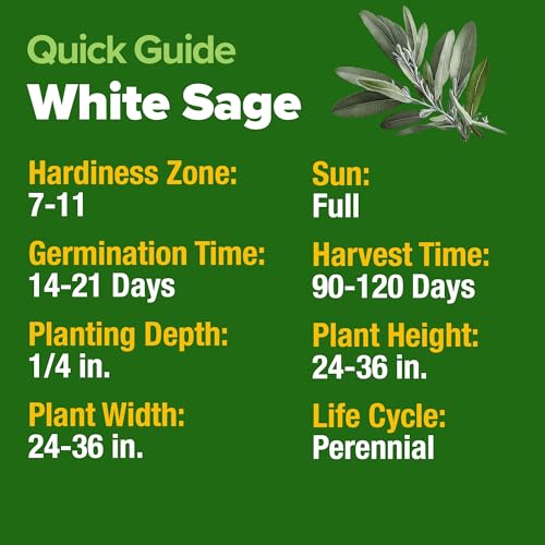 White Sage Seeds
