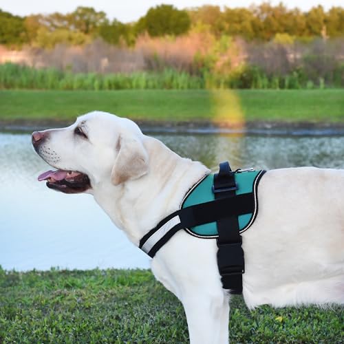 Dog Harness Reflective No (Teal / Girth 33" to 46")
