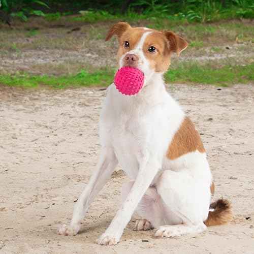 Squeaky Dog Toys with Soft Durable Fabric for Small (Fuchsia / Large)