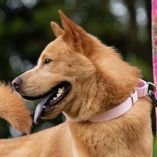 Martingale Collar for Dogs (Large / Pirouette Pink)